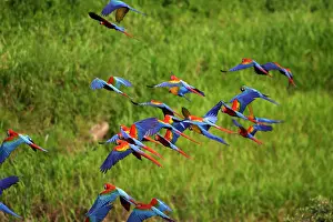 Macao: Scarlet Macaw