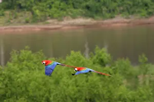 Macao: Scarlet Macaw