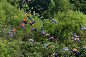 Macao: Scarlet Macaw