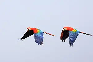 Macao: Scarlet Macaw