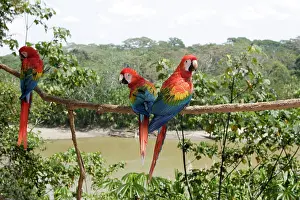 Macao: Scarlet Macaw