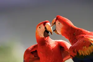 Macao: Scarlet Macaw