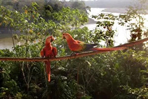 Macao: Scarlet Macaw