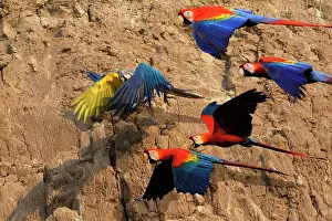 Macao: Scarlet Macaw
