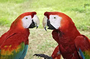 Macao: Scarlet Macaw
