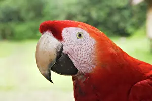 Macao: Scarlet Macaw