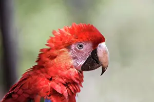 Macao: Scarlet Macaw