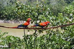 Macao: Scarlet Macaw