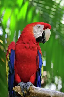 Macao: Scarlet macaw
