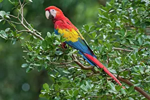 Macao: Scarlet Macaw