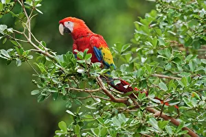 Macao: Scarlet Macaw