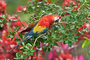 Macao: Scarlet Macaw