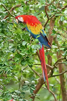 Macao: Scarlet Macaw