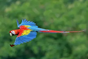 Macao: Scarlet Macaw
