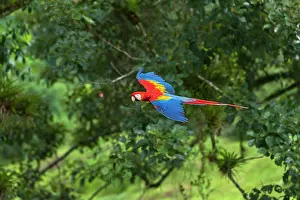 Macao: Scarlet Macaw