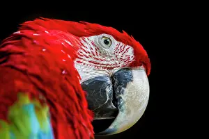 Macao: Scarlet Macaw