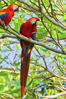 Corcovado: Scarlet Macaw