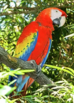 Macao: Scarlet Macaw