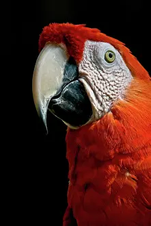 Macao: Scarlet Macaw