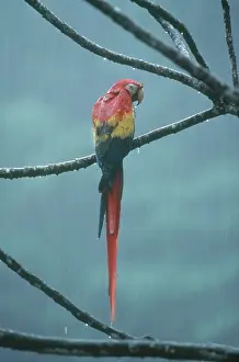 Downpour: Scarlet Macaw
