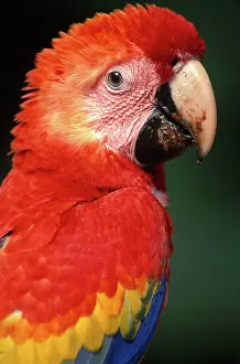 Tambopata: Scarlet Macaw