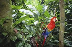 Tambopata: Scarlet Macaw