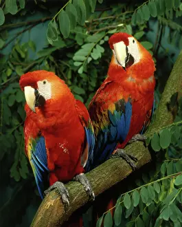 Macao: Scarlet Macaw