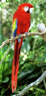Macao: Scarlet Macaw