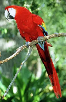 Macao: Scarlet Macaw