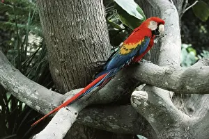Macao: Scarlet Macaw