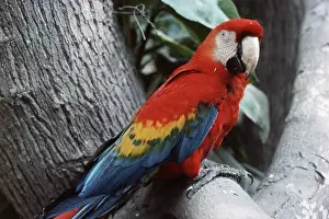 Macao: Scarlet Macaw