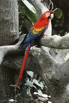 Macao: Scarlet Macaw