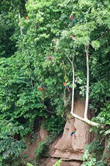 Tambopata: Scarlet Macaw
