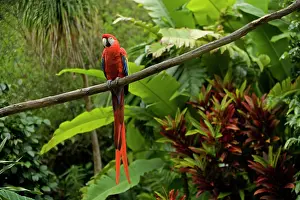 Jean-michel Labat: Scarlet Macaw