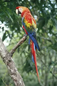 Macao: Scarlet Macaw (Ara macao)