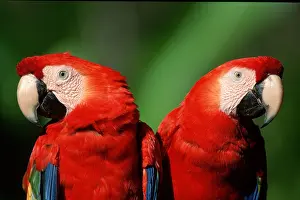 Parrots: Scarlet macaw (Ara macao)
