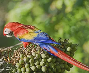 Parrots: Scarlet Macaw (Ara macao) perching on a tree