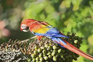 Parrots: Scarlet Macaw (Ara macao) perching on a tree
