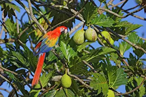 Macaws: Scarlet Macaw Ara macao Sarapiqui, Costa Rica BI033703