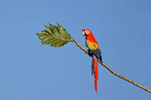 Scarlet Macaw Ara macao Sarapiqui, Costa Rica BI033705