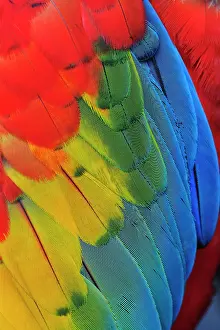 Cali: Scarlet Macaw, captive, Cali, Colombia