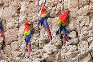 Zoopharmacognosy: Scarlet Macaw - at clay lick