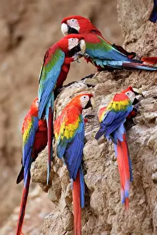 Clay: Scarlet Macaw - at clay lick