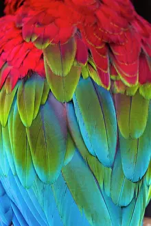 Study: Scarlet Macaw, detailed study of wing feathers