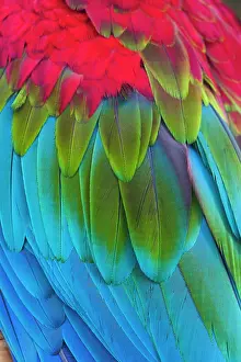 Study: Scarlet Macaw, detailed study of wing feathers