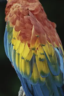 Overlapping: Scarlet Macaw Feathers