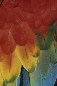 Overlapping: Scarlet Macaw Feathers