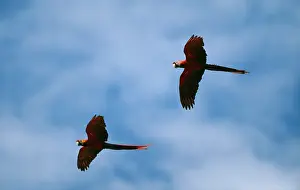Macao: Scarlet Macaw - two in fligh