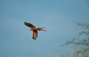Macao: Scarlet Macaw - In flight