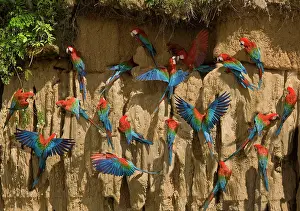 Zoopharmacognosy: Scarlet Macaw - flock at clay lick